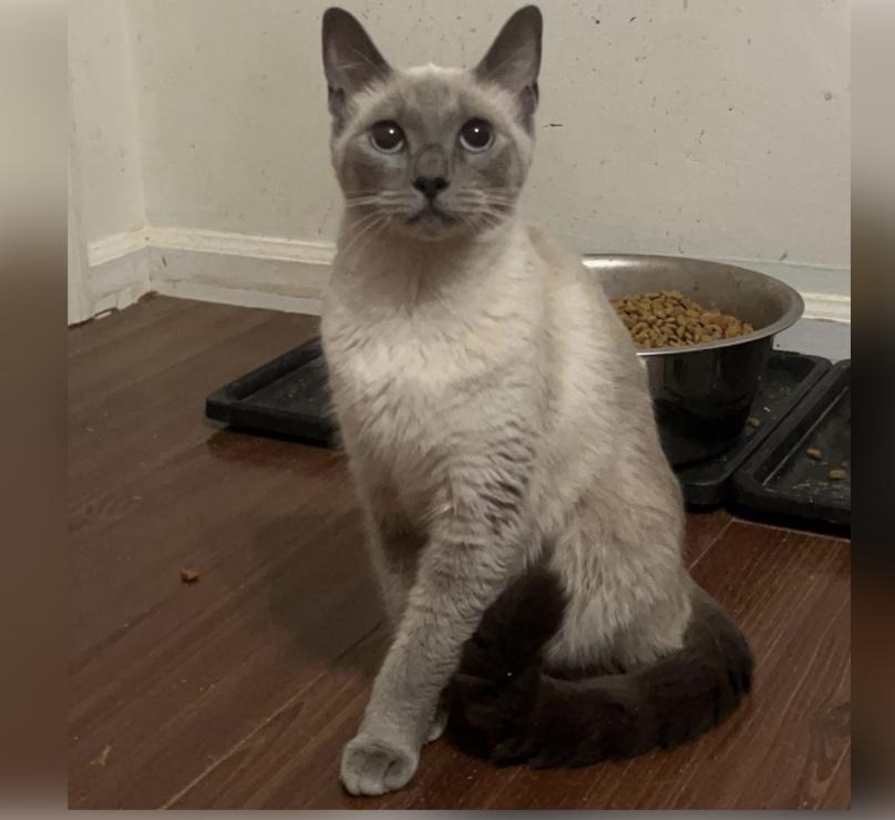 Enlarge Lucy, an adopted Siamese in Columbia, SC image 1/4