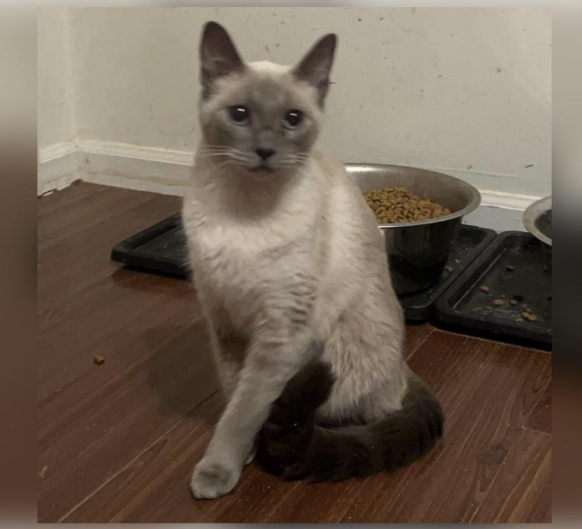 Enlarge Lucy, an adopted Siamese in Columbia, SC image 4/4