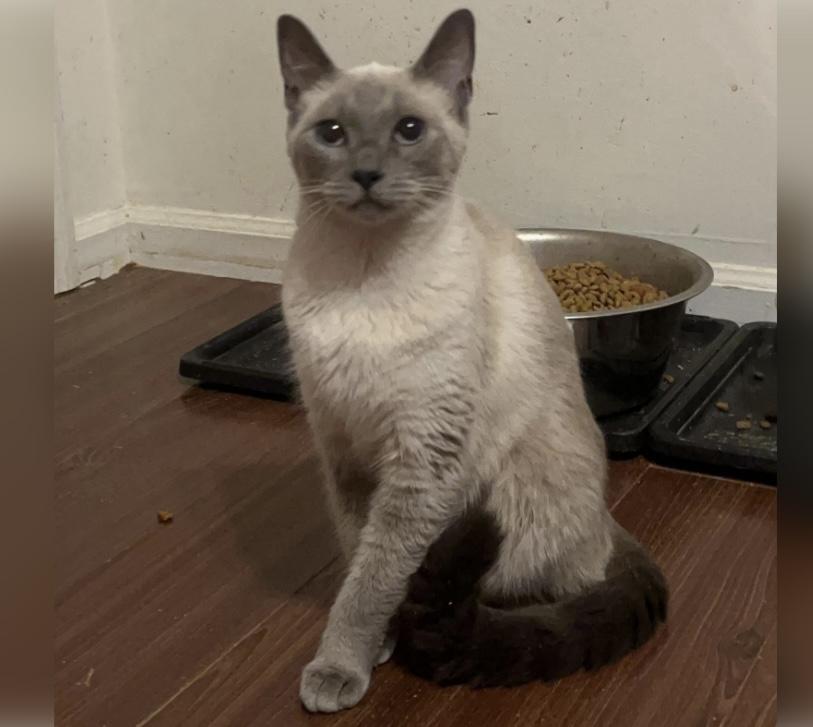 Enlarge Lucy, an adopted Siamese in Columbia, SC image 2/4