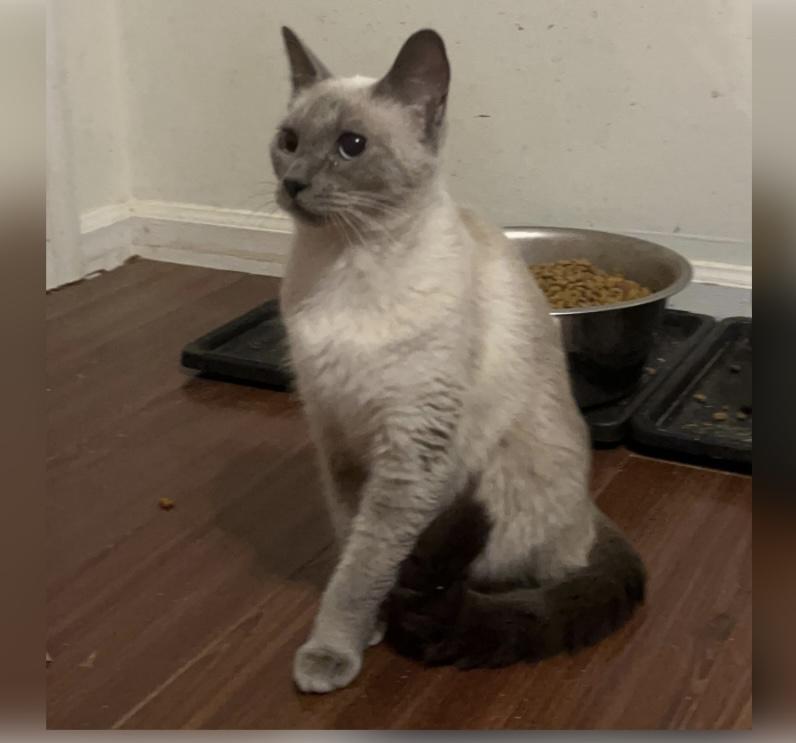 Enlarge Lucy, an adopted Siamese in Columbia, SC image 3/4