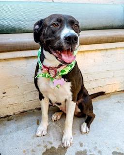 Peppa, ADOPTABLE, Adult Female Pit Bull Terrier.