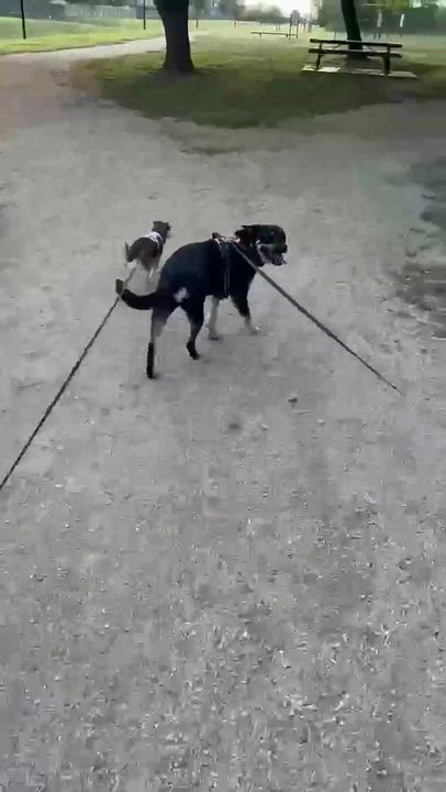 Enlarge Scottie, an adopted mixed breed in Milwaukee, WI video 4/4
