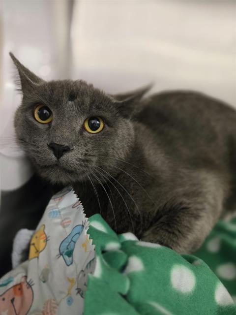TEEVEE, Adoptable, Young Male Domestic Short Hair.