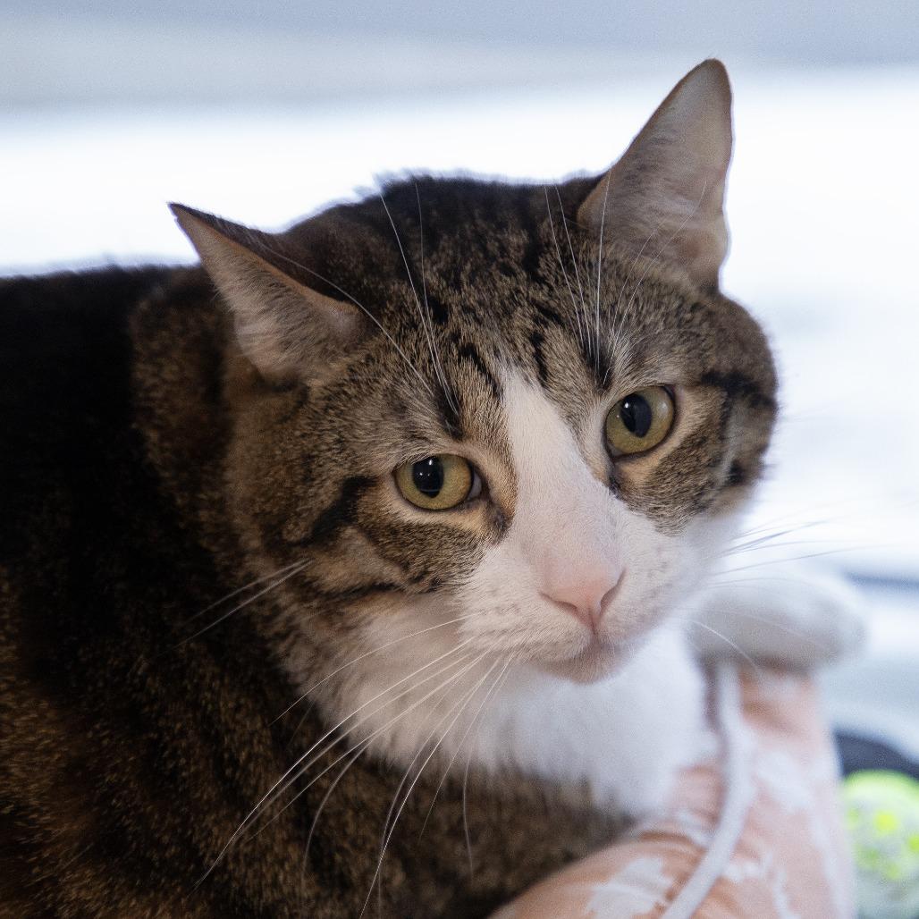 Enlarge Bean, a Adoptable Domestic Short Hair in Saint Cloud, MN image 1/6