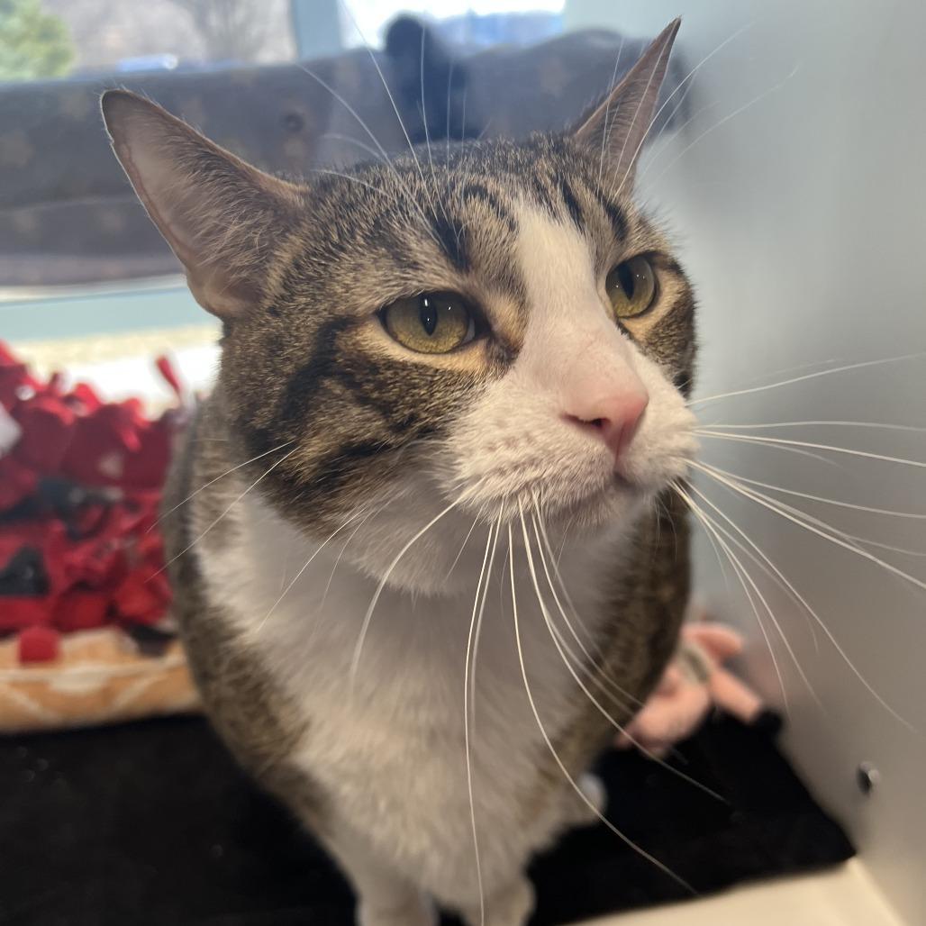 Enlarge Bean, a Adoptable Domestic Short Hair in Saint Cloud, MN image 2/6