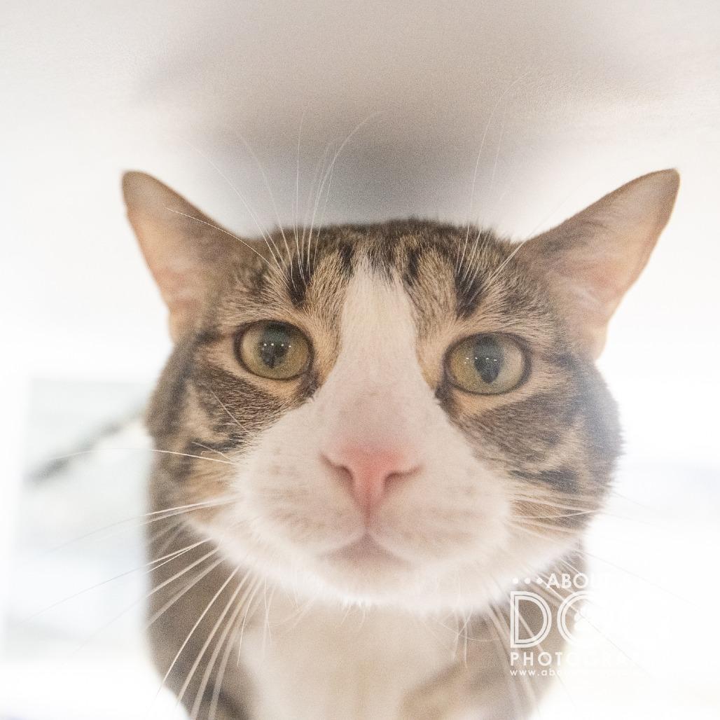 Enlarge Bean, a Adoptable Domestic Short Hair in Saint Cloud, MN image 3/6