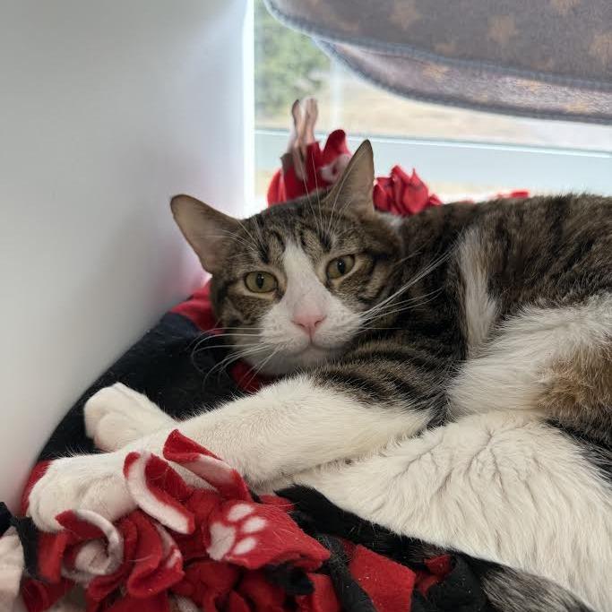 Enlarge Bean, a Adoptable Domestic Short Hair in Saint Cloud, MN image 4/6