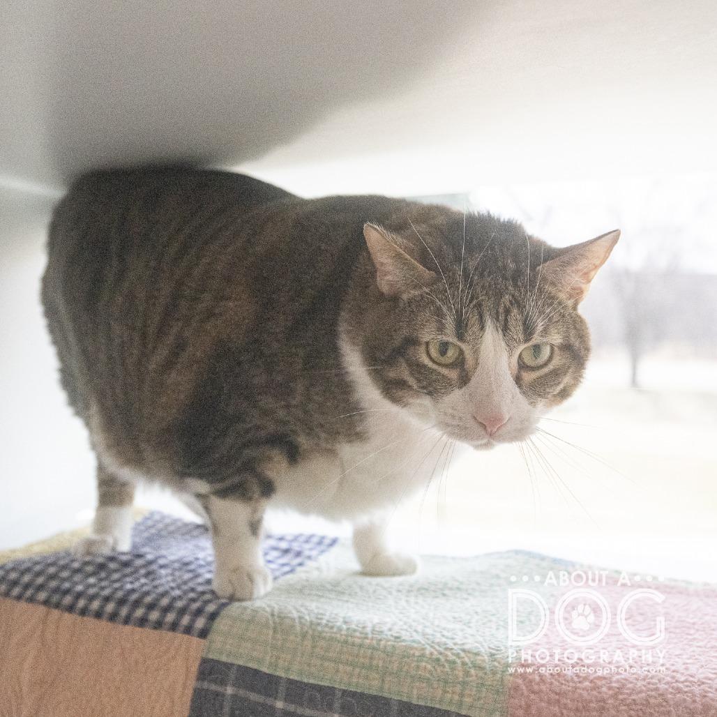 Enlarge Bean, a Adoptable Domestic Short Hair in Saint Cloud, MN image 5/6