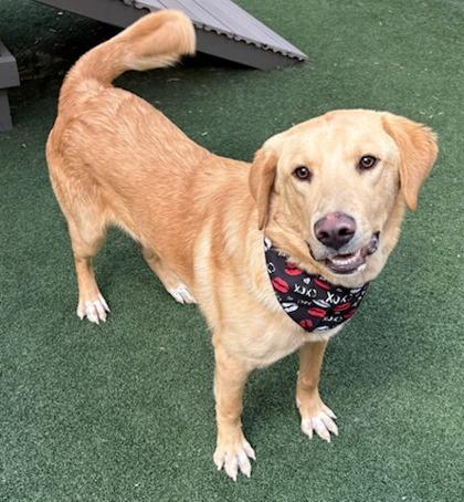 Remington, Adoptable, Adult Male Labrador Retriever & Mixed Breed.