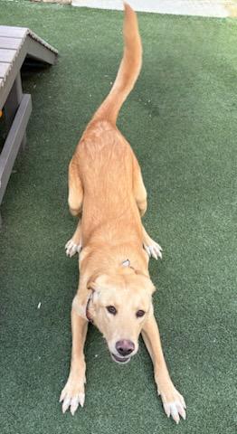 Enlarge Remington, a Adoptable mixed breed in Lewisville, TX image 2/3