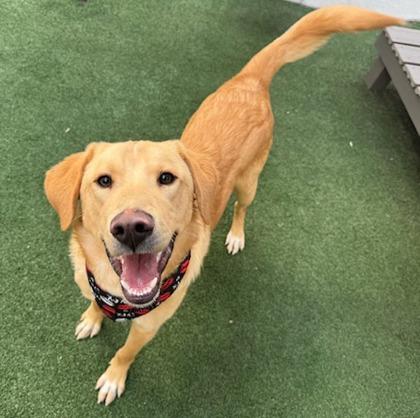 Enlarge Remington, a Adoptable mixed breed in Lewisville, TX image 3/3