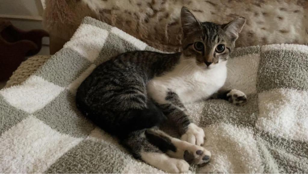 Brutus, Adoptable, Young Male Domestic Short Hair.