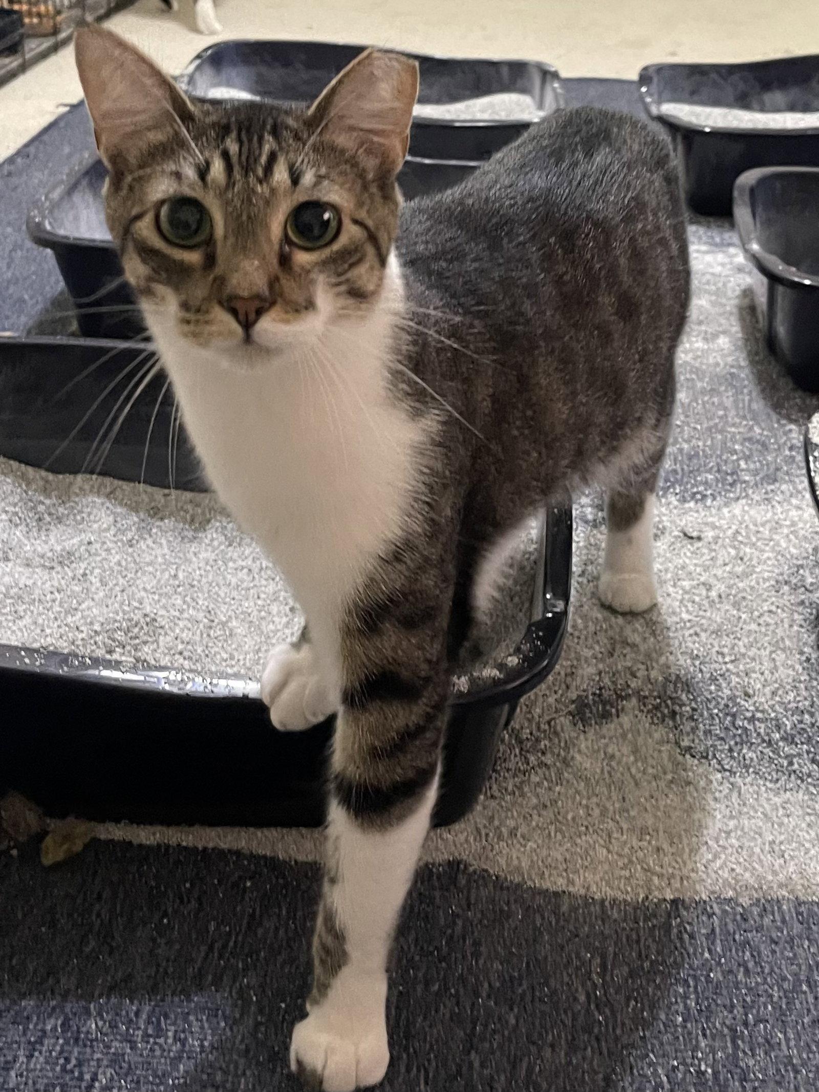 Brutus, Adoptable, Young Male Domestic Short Hair.