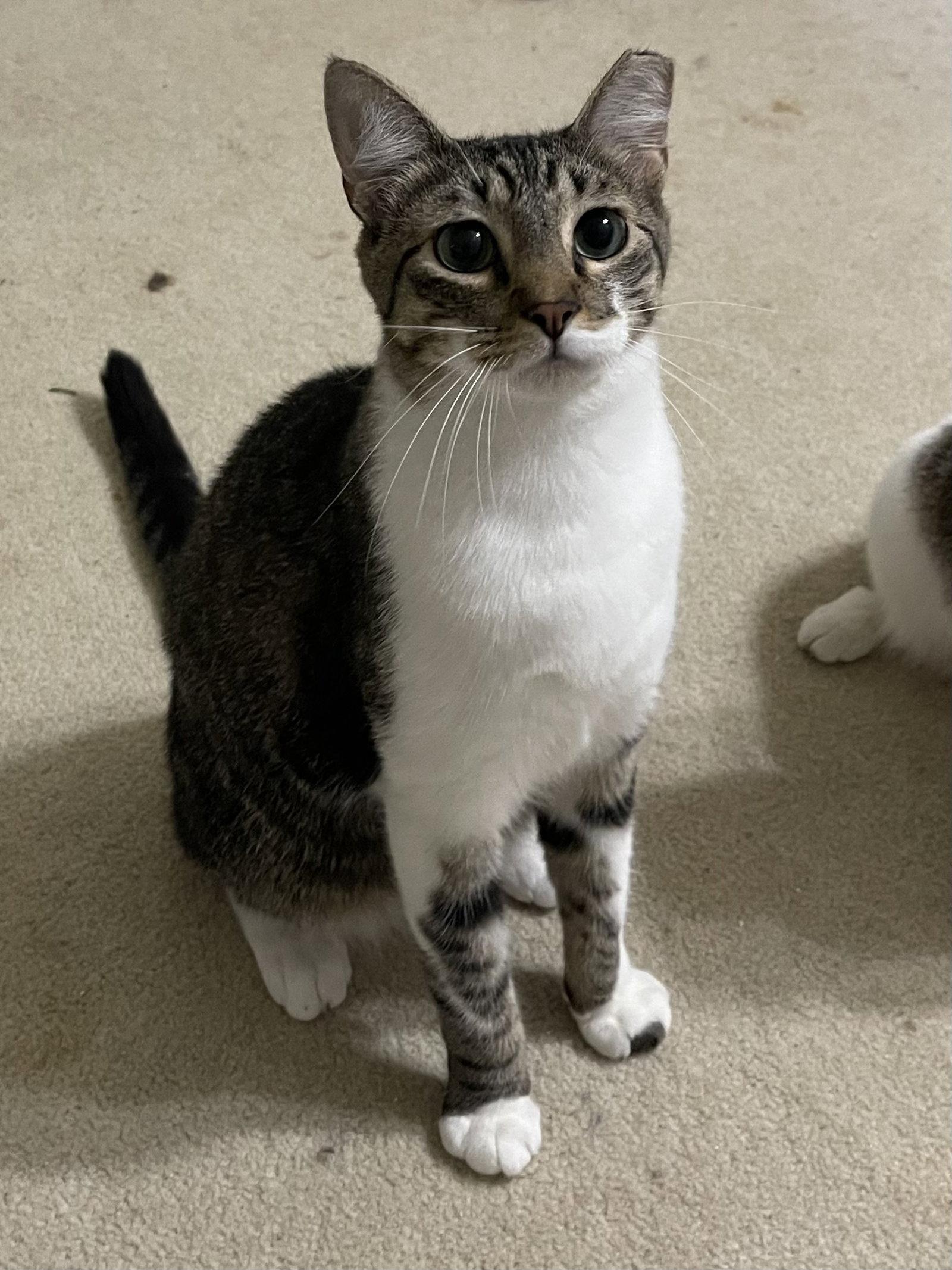 Enlarge Brutus, a Adoptable Domestic Short Hair in Irving, TX image 2/3