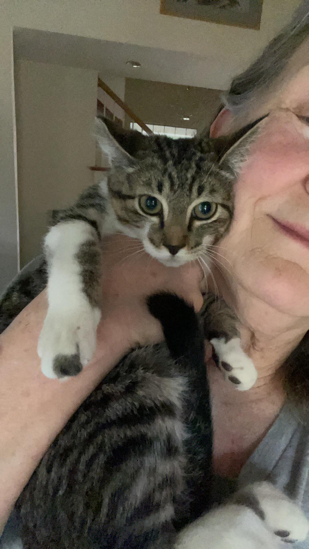 Enlarge Brutus, a Adoptable Domestic Short Hair in Irving, TX image 2/2