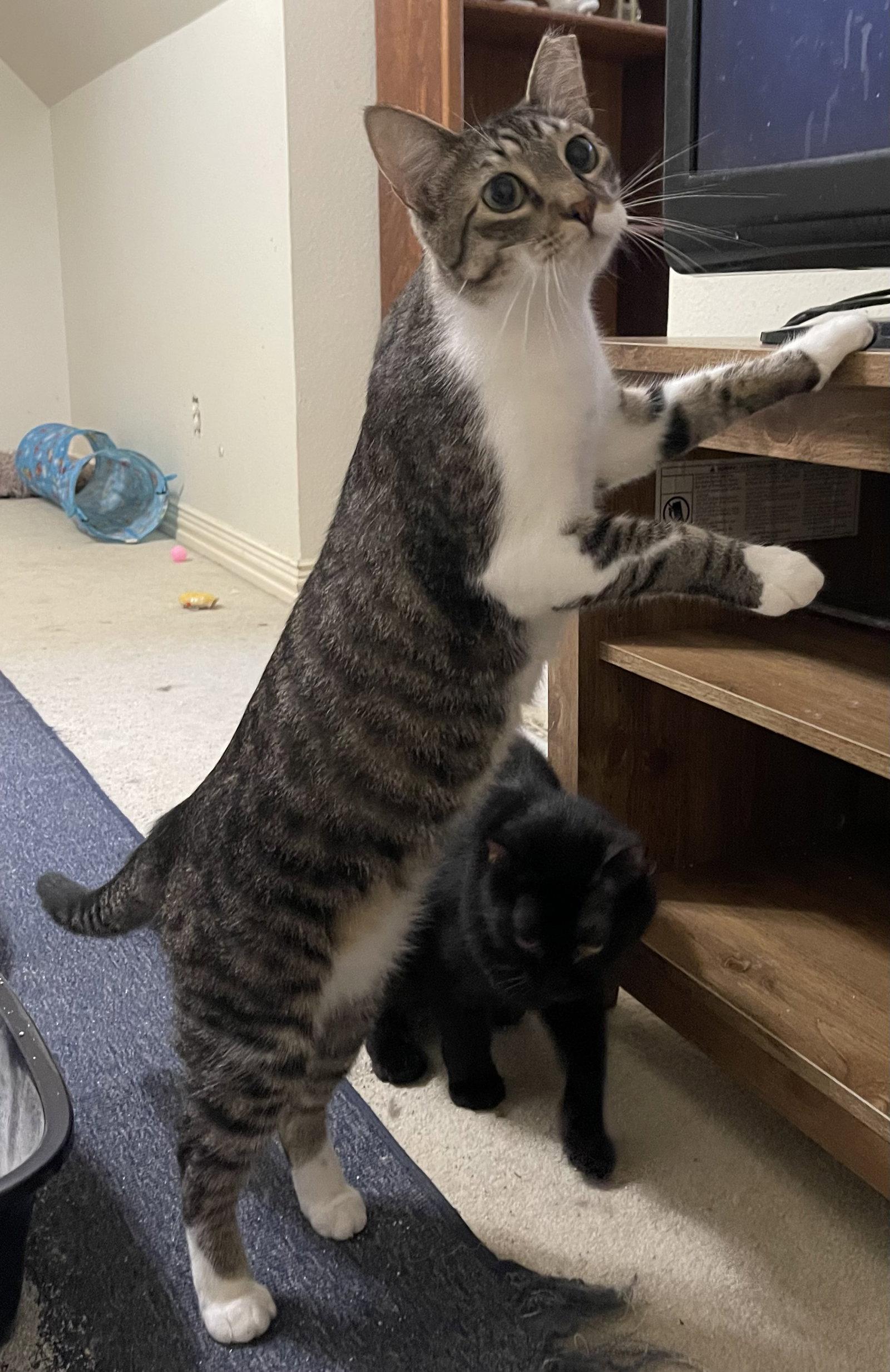 Enlarge Brutus, a Adoptable Domestic Short Hair in Irving, TX image 3/3