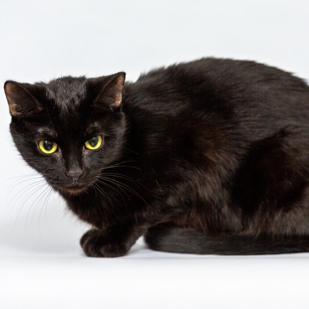 Enlarge Lyla, a Adoptable Domestic Short Hair in Saratoga Springs, NY image 1/3