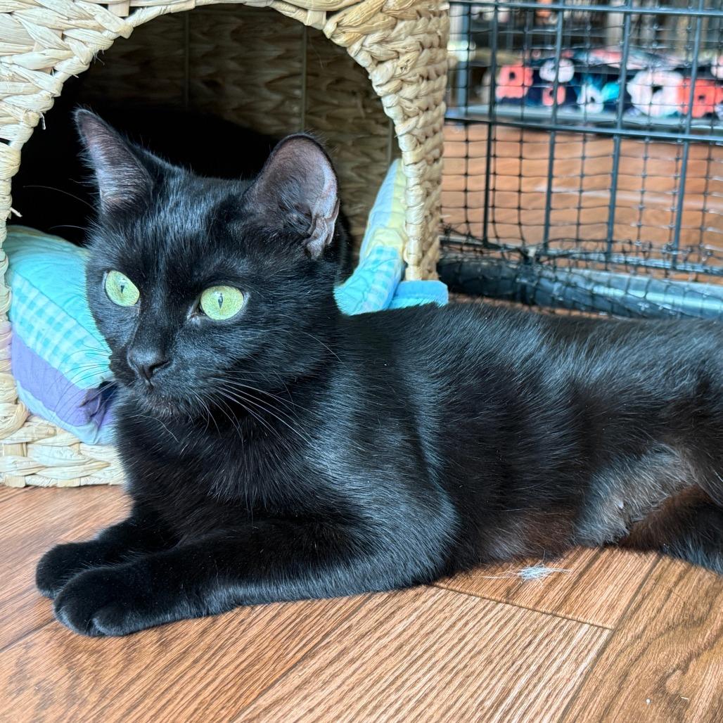 Enlarge Lyla, a Adoptable Domestic Short Hair in Saratoga Springs, NY image 2/3
