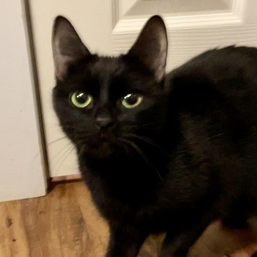 Enlarge Lyla, a Adoptable Domestic Short Hair in Saratoga Springs, NY image 1/2