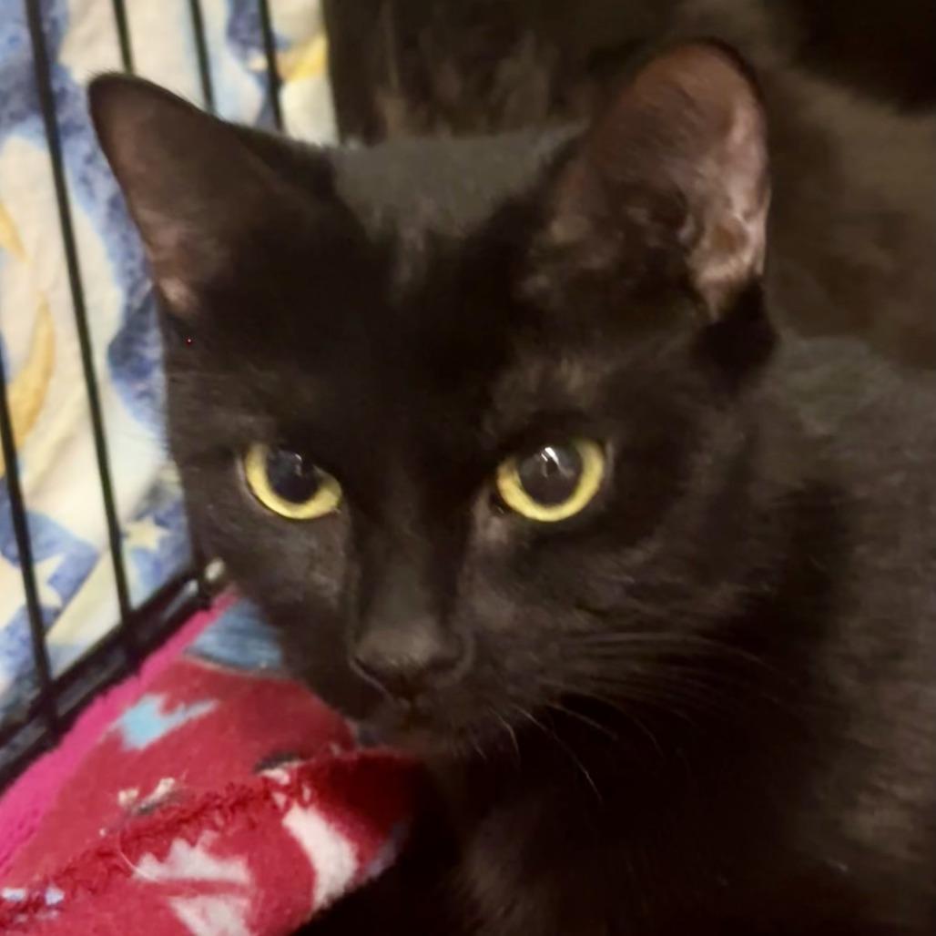 Enlarge Lyla, a Adoptable Domestic Short Hair in Saratoga Springs, NY image 2/2