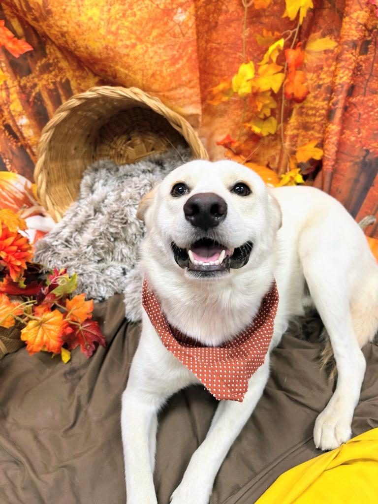 Johnny Utah, Adoptable, Young Male Husky.