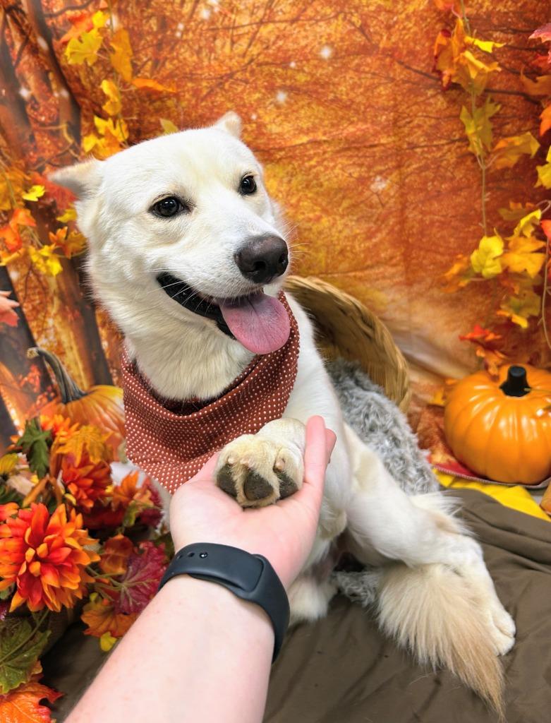 Enlarge Johnny Utah, a Adoptable mixed breed in Bryant, AR image 2/6