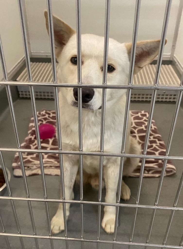 Enlarge Johnny Utah, a Adoptable mixed breed in Bryant, AR image 3/6