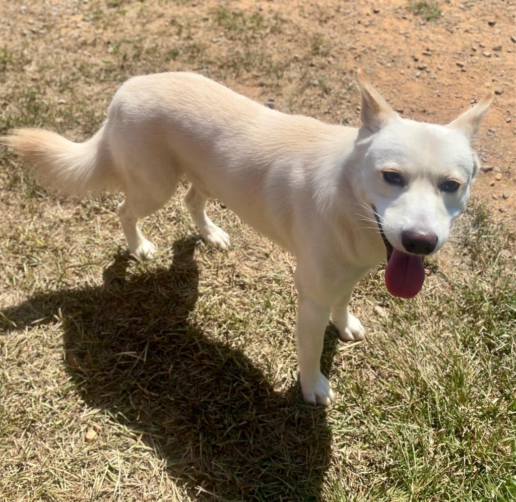 Enlarge Johnny Utah, a Adoptable mixed breed in Bryant, AR image 4/6