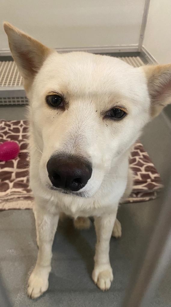 Enlarge Johnny Utah, a Adoptable mixed breed in Bryant, AR image 5/6