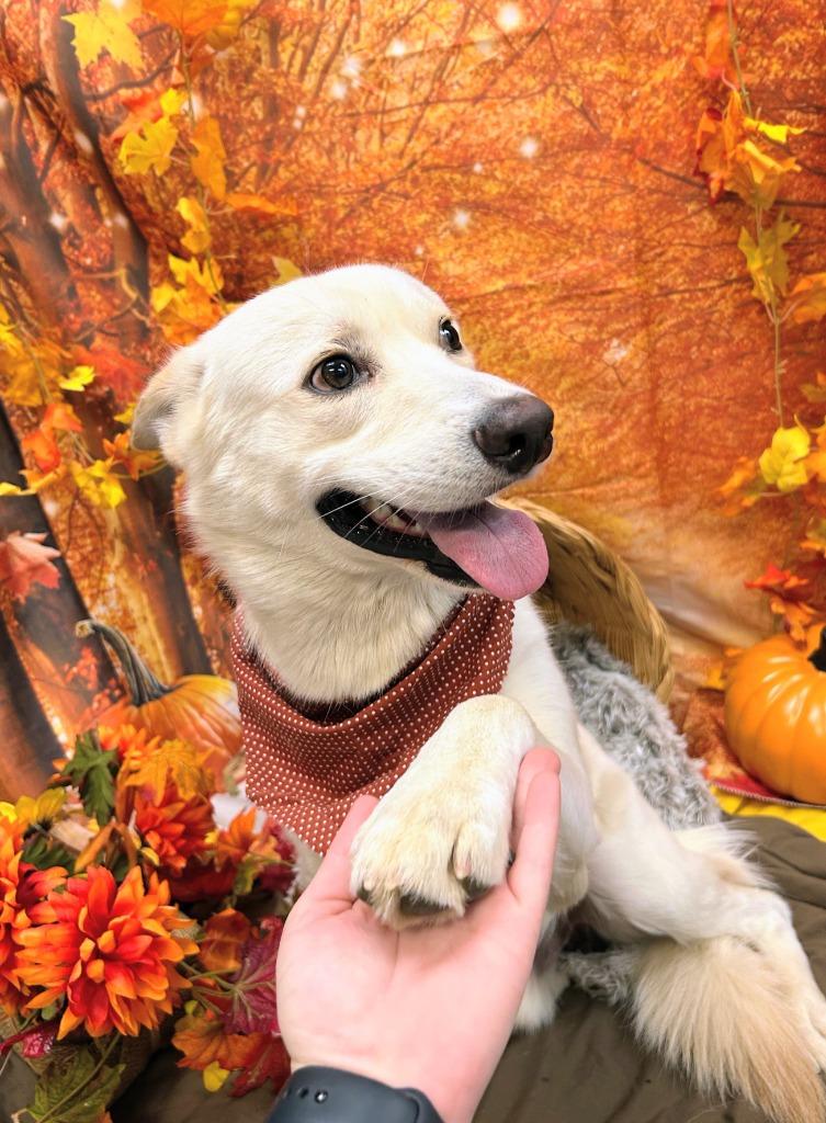 Enlarge Johnny Utah, a Adoptable mixed breed in Bryant, AR image 6/6