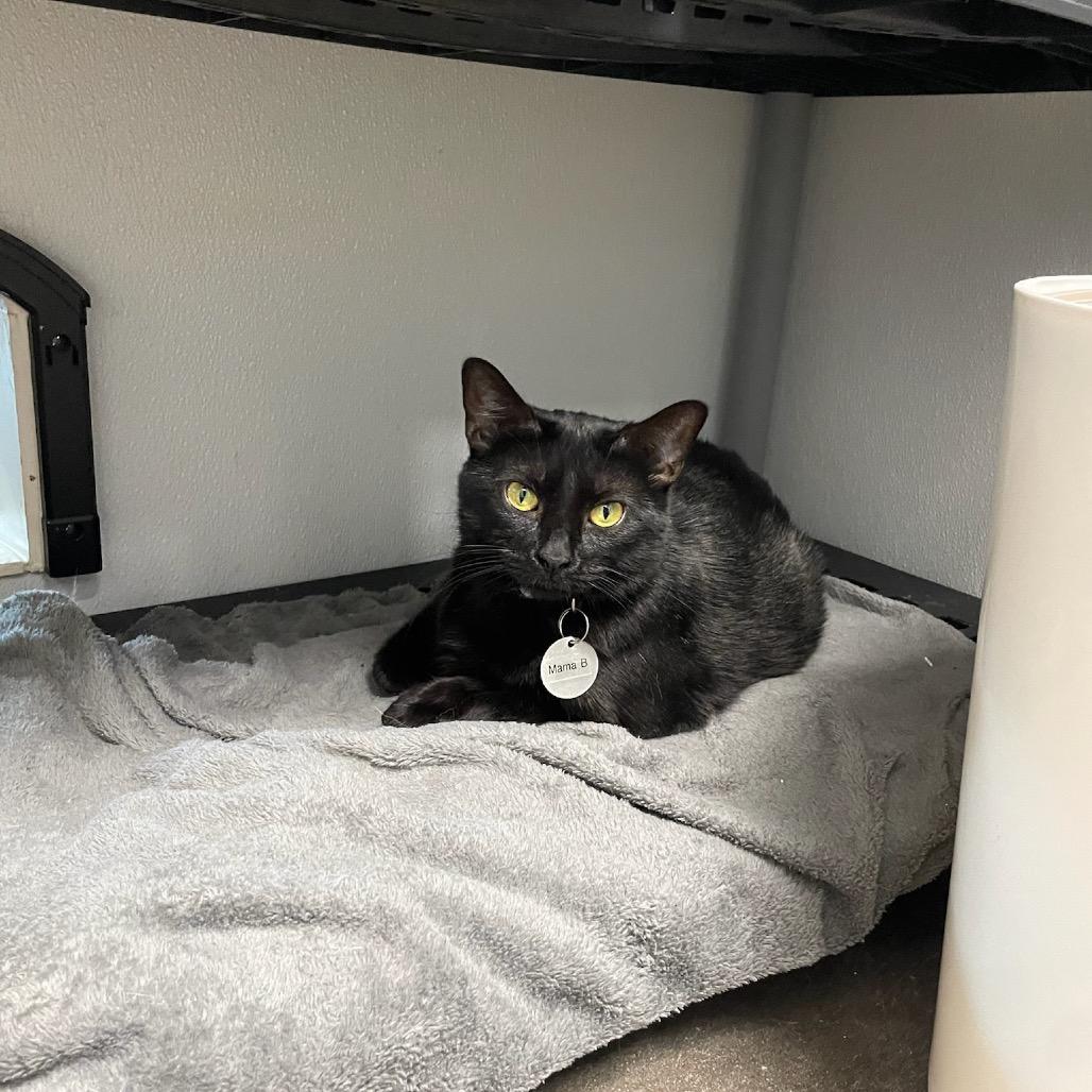 Enlarge Momma B, a Adoptable Domestic Short Hair in Katy, TX image 1/4