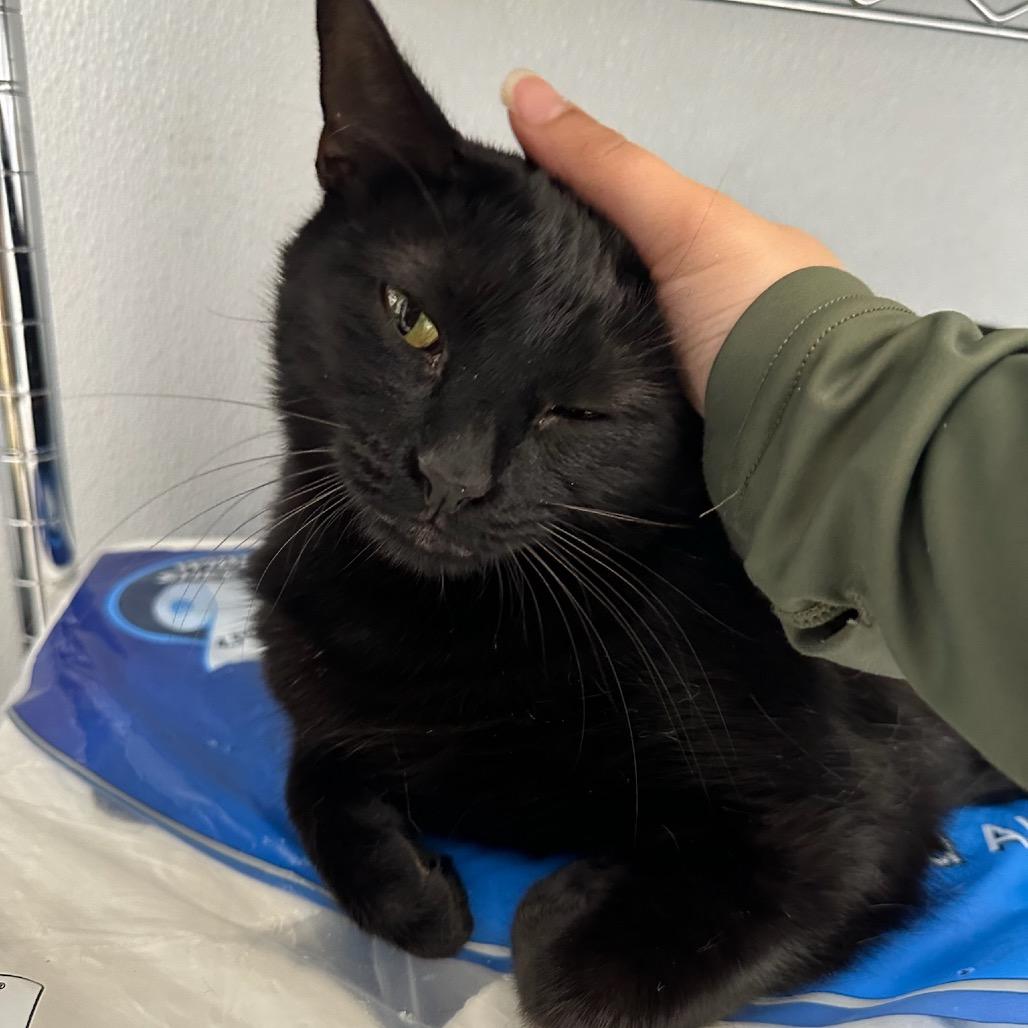 Enlarge Momma B, a Adoptable Domestic Short Hair in Katy, TX image 2/4