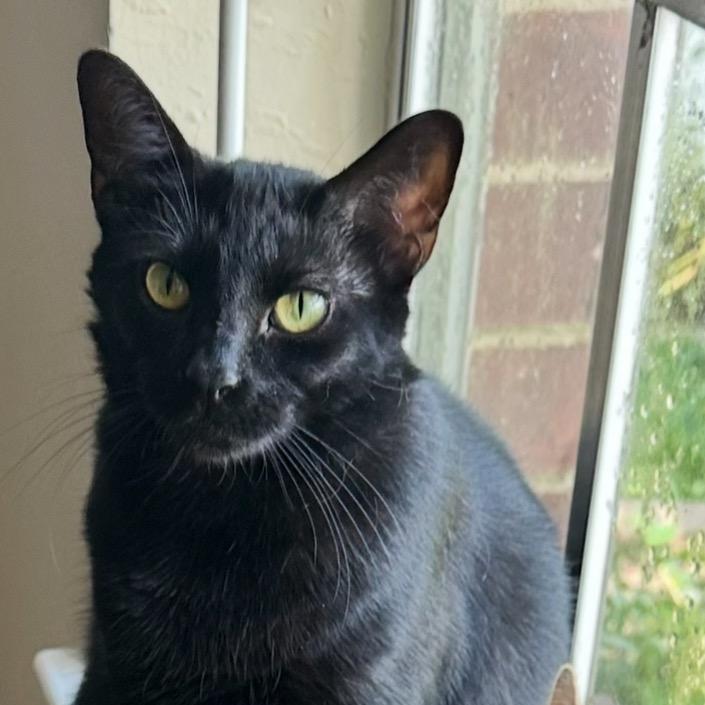 Enlarge Momma B, a Adoptable Domestic Short Hair in Katy, TX image 4/4