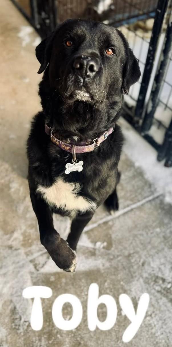 Enlarge TOBY, a ADOPTABLE mixed breed in Coudersport, PA image 1/1