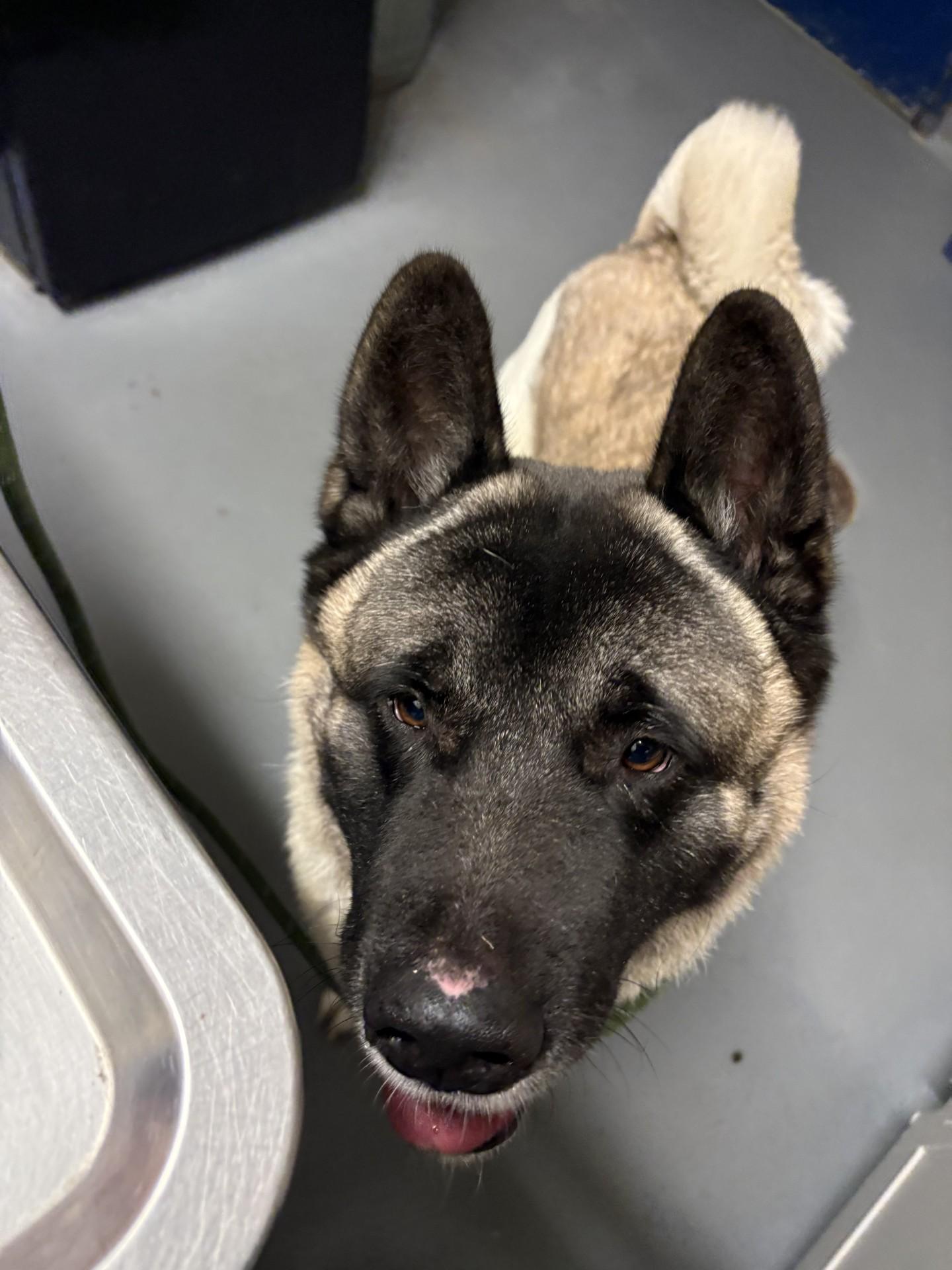Bear , a ADOPTABLE Akita in Ashland, VA image 3/4