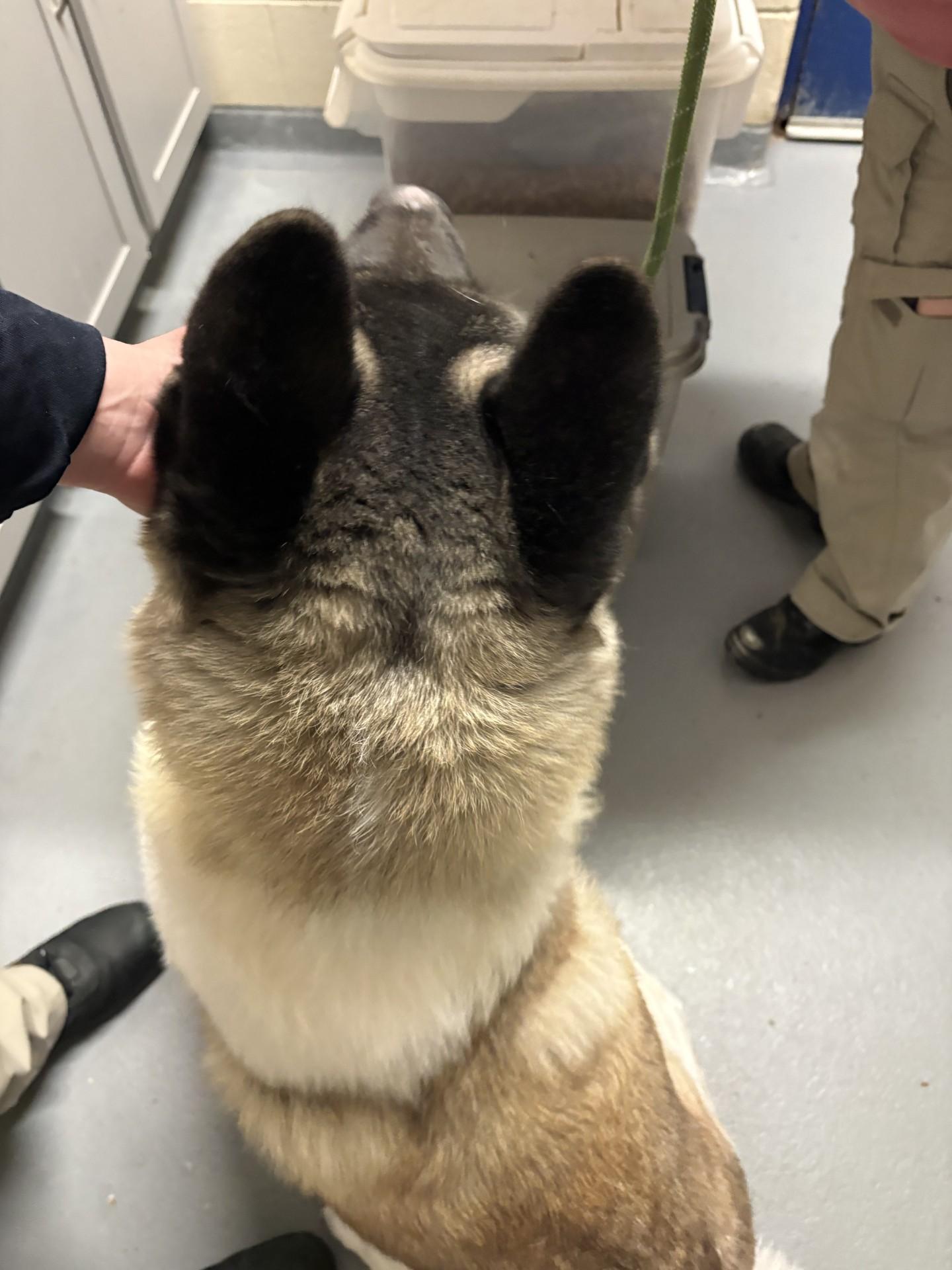 Bear , a ADOPTABLE Akita in Ashland, VA image 2/4