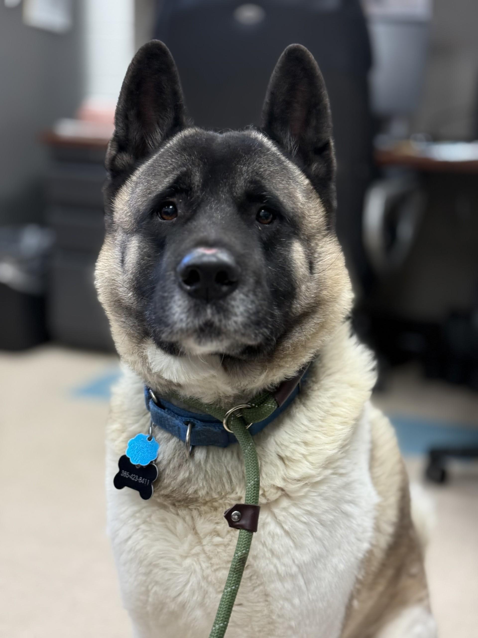 Bear , ADOPTABLE, Adult Male Akita.