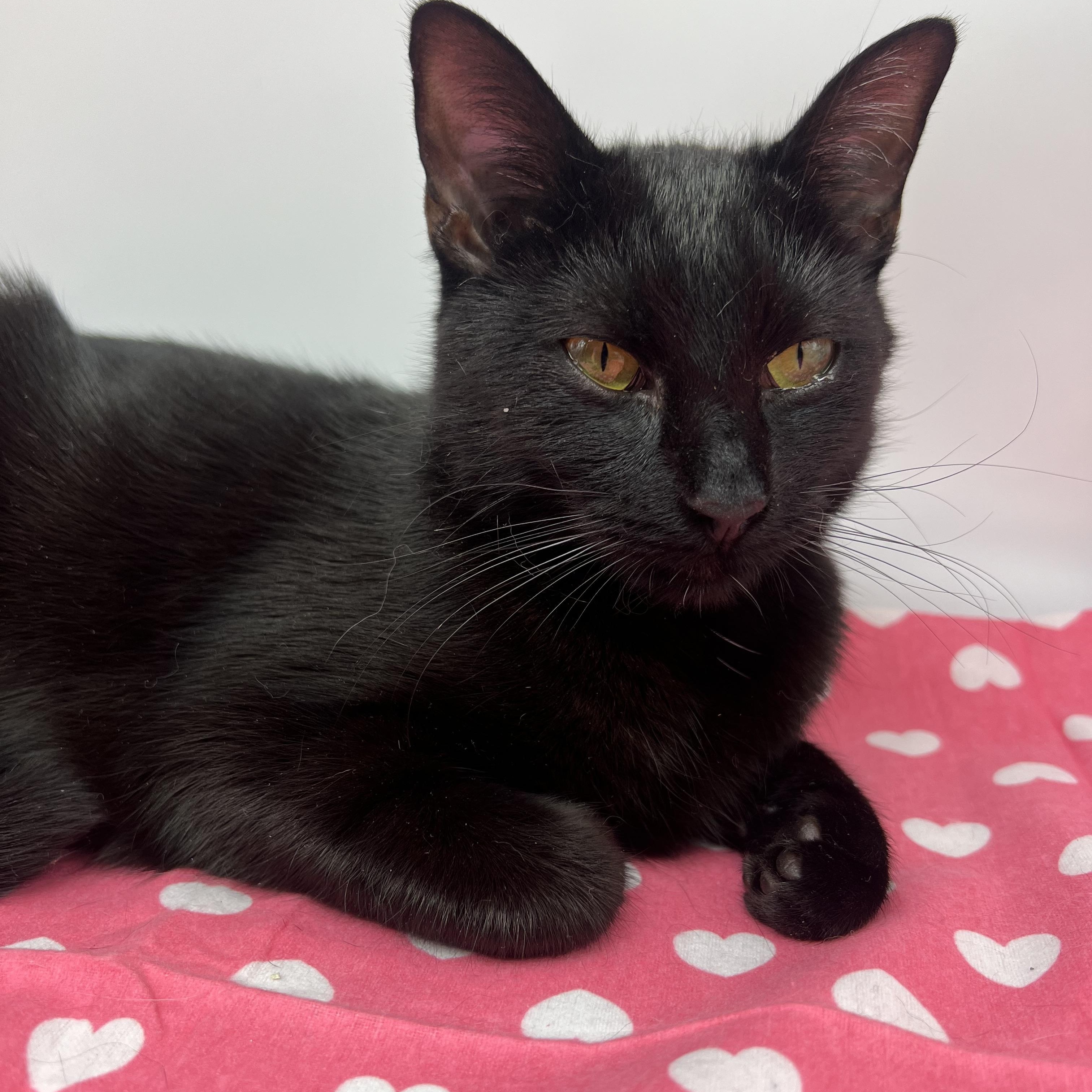 Enlarge Polkadot (sweetie pie snuggler), a Adoptable mixed breed in Tucker, GA image 3/6