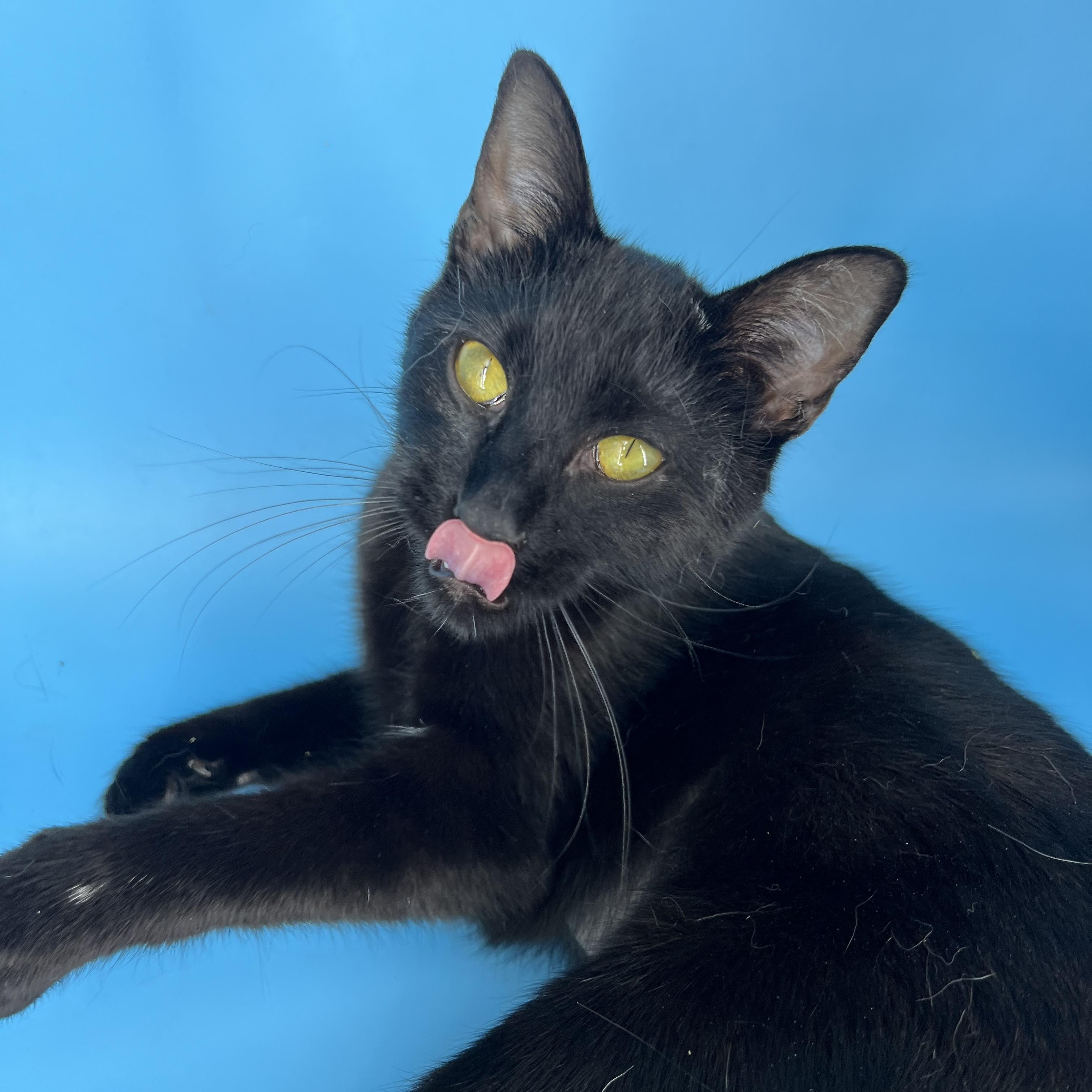 Enlarge Polkadot (sweetie pie snuggler), a Adoptable mixed breed in Tucker, GA image 4/6