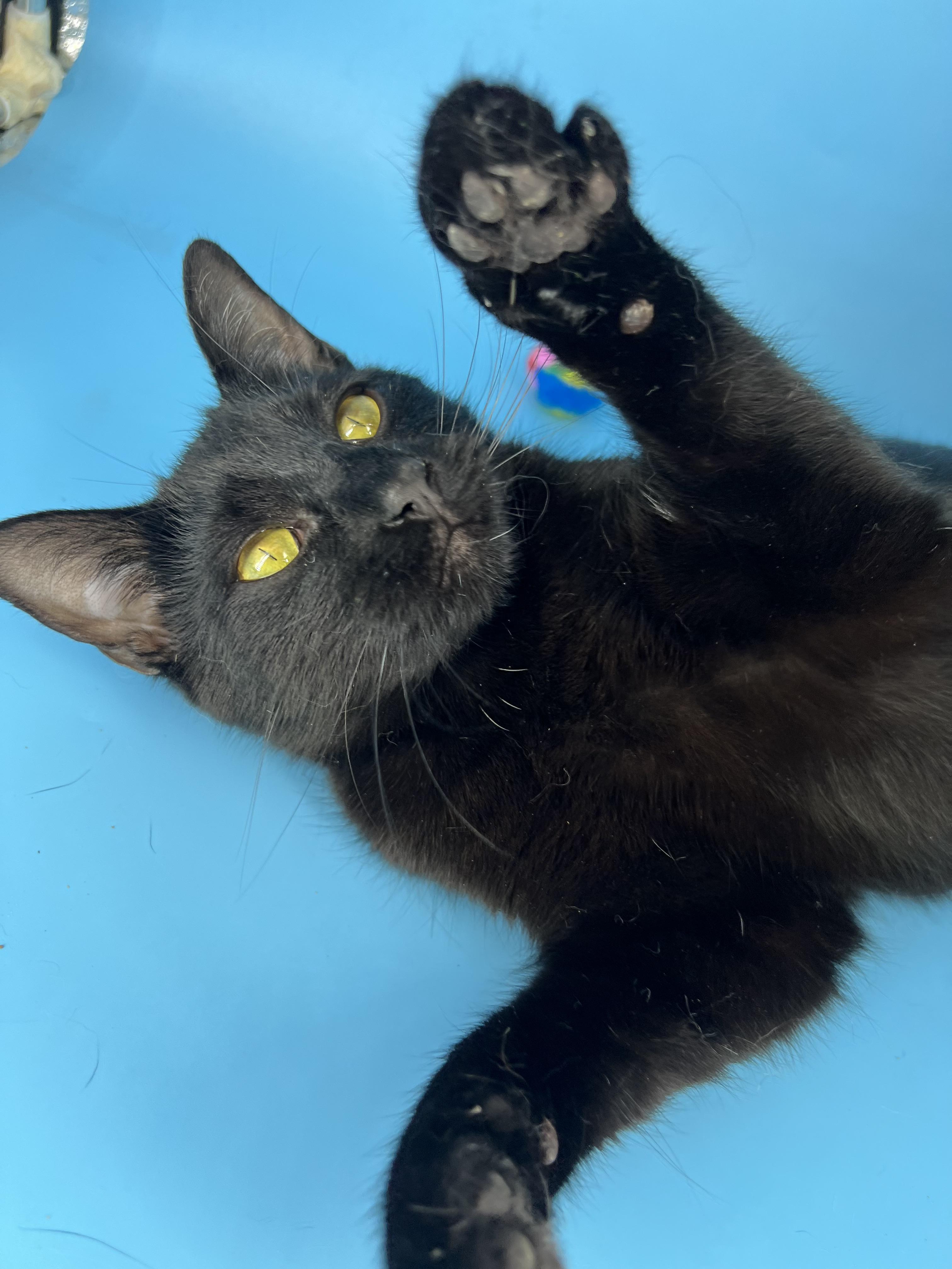 Enlarge Polkadot (sweetie pie snuggler), a Adoptable mixed breed in Tucker, GA image 2/6