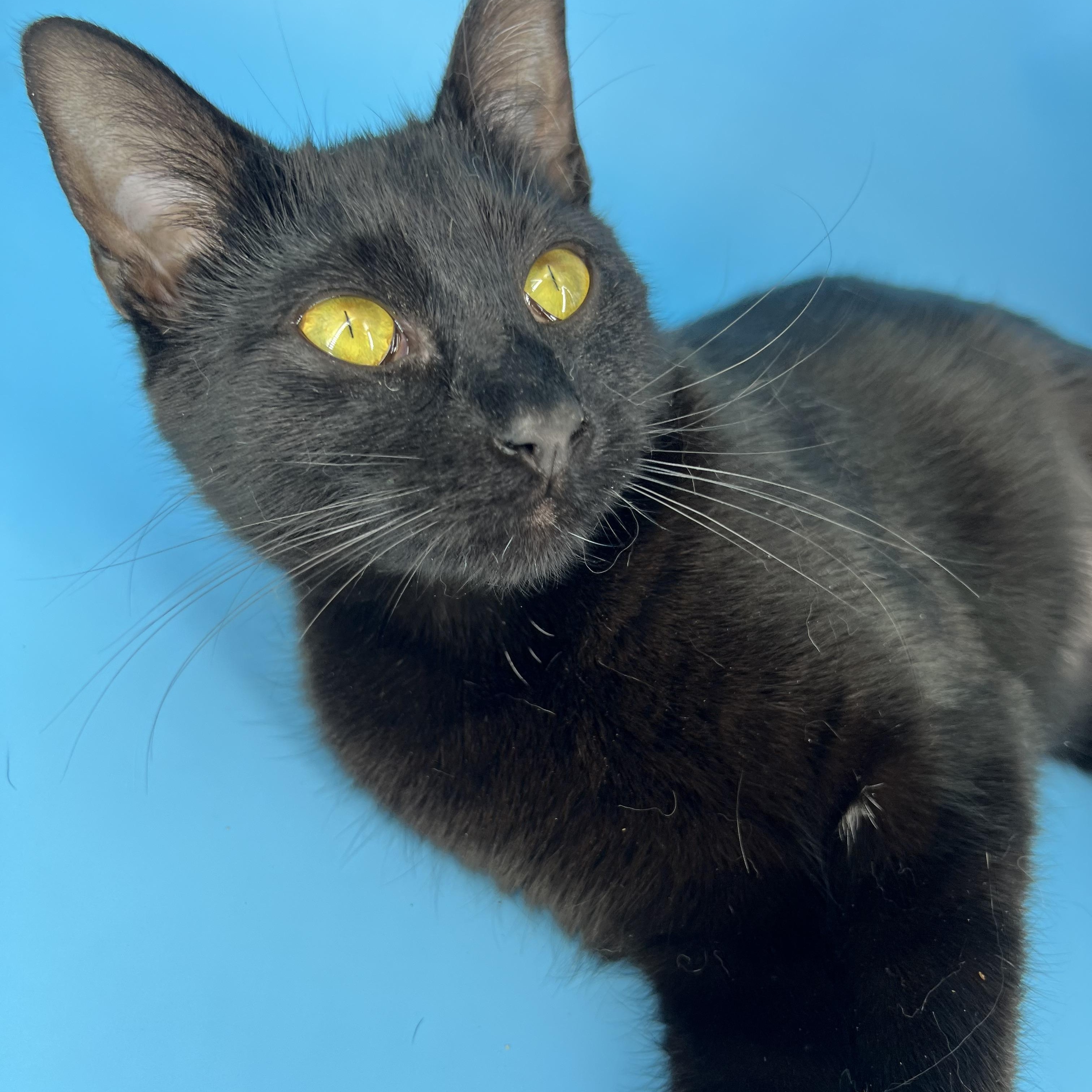 Polkadot (sweetie pie snuggler), Adoptable, Young Female Bombay & Domestic Short Hair.