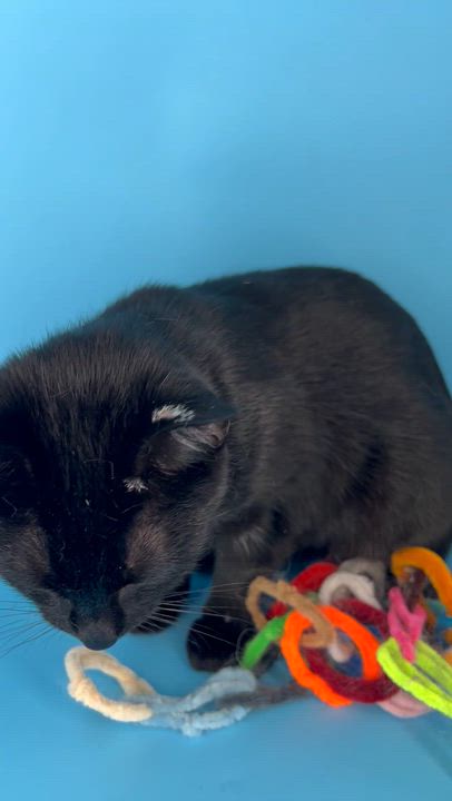 Enlarge Polkadot (sweetie pie snuggler), a Adoptable mixed breed in Tucker, GA video 5/6