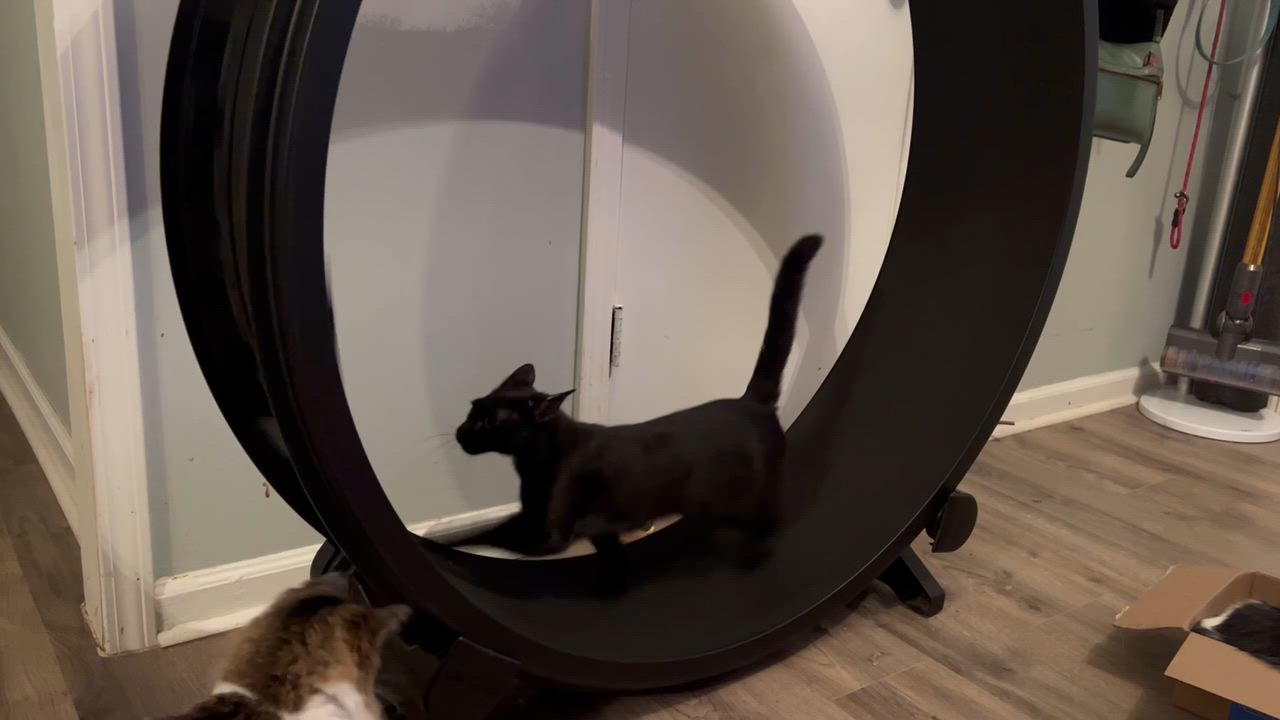 Enlarge Polkadot (sweetie pie snuggler), a Adoptable mixed breed in Tucker, GA video 6/6