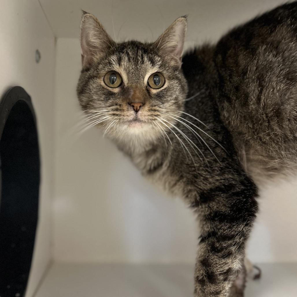 Beignet, Adoptable, Senior Female Domestic Short Hair.