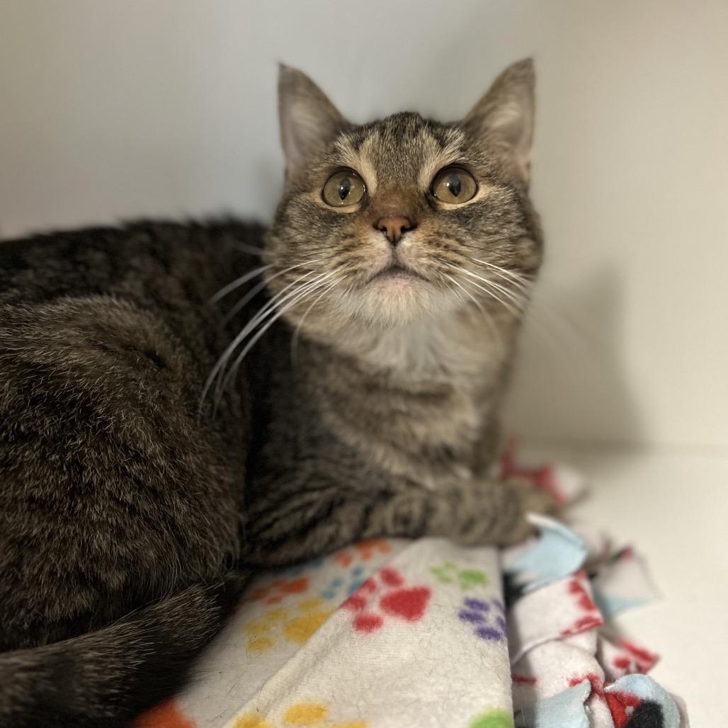 Enlarge Beignet, a Adoptable Domestic Short Hair in Troy, IL image 2/2