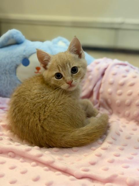 Champagne, an adopted Domestic Short Hair in Wayne, NJ image 1/4