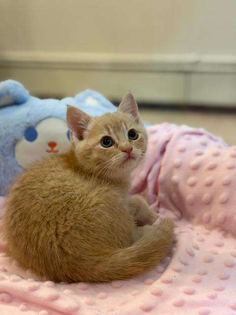 Champagne, an adopted Domestic Short Hair in Wayne, NJ image 2/4