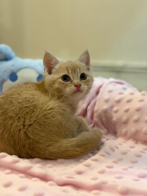 Champagne, an adopted Domestic Short Hair in Wayne, NJ image 3/4