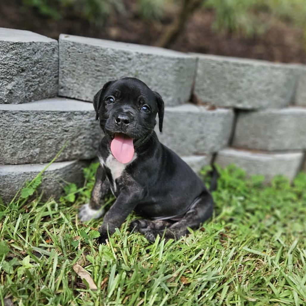 Mia, Adoptable, Puppy Female Pit Bull Terrier & Mixed Breed.