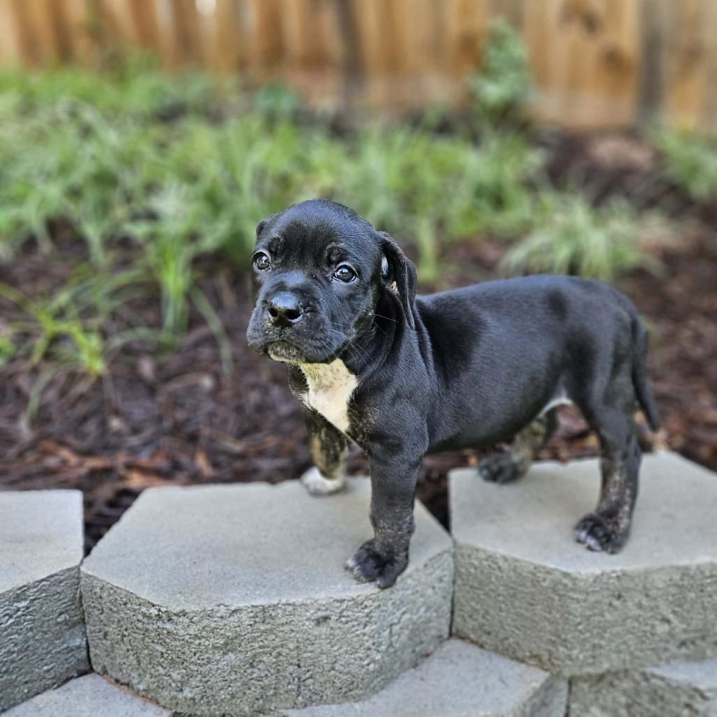 Enlarge Mia, a Adoptable mixed breed in Griswold, CT image 2/3